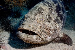 Thailand 2015 - Ko Tao - Merou Malabar _Epinephelus malabricus _IMG_3757_rc